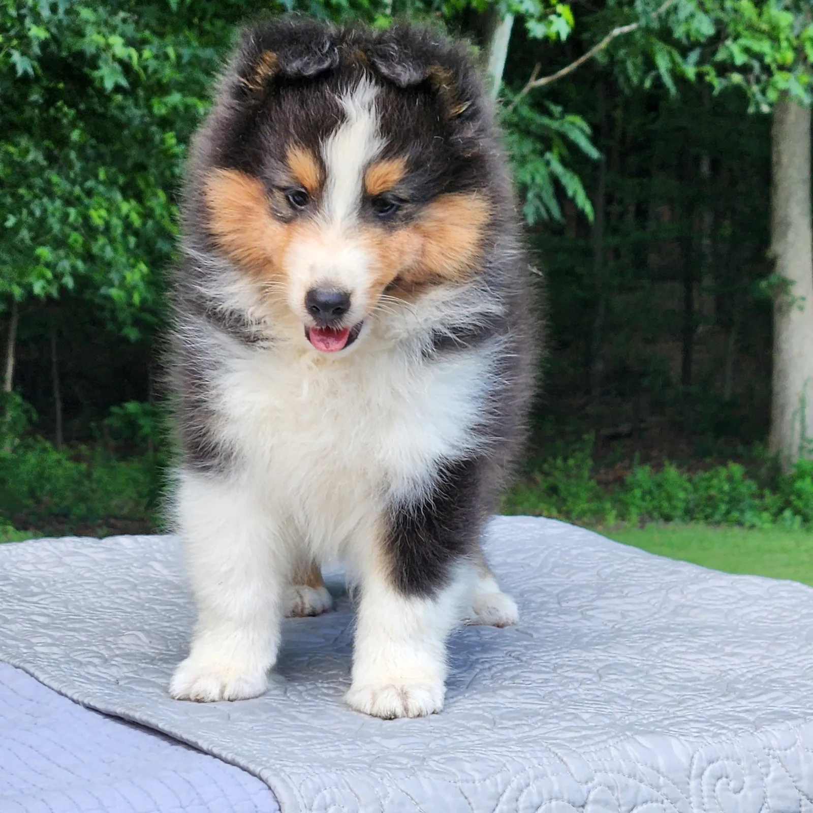 Ace, an Aspenleaf Sheltie puppy, standing alert outdoors