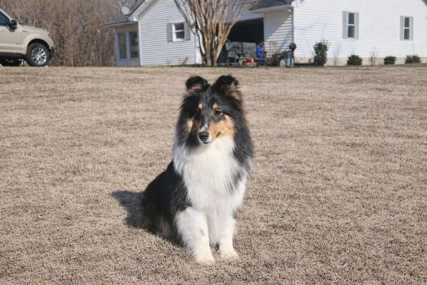 Grace, a black and white Aspenleaf Sheltie, sitting in the yard