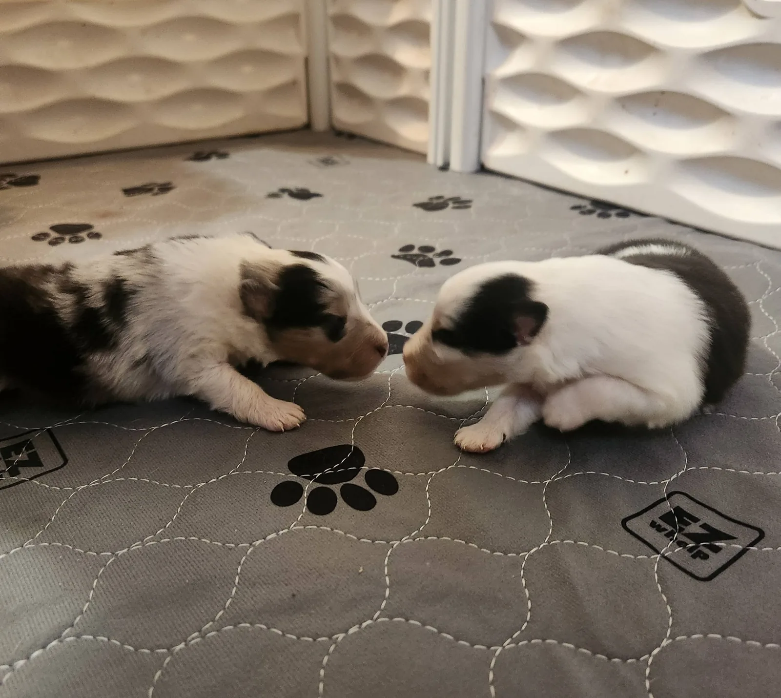 Two Aspenleaf Shelties standing together outdoors