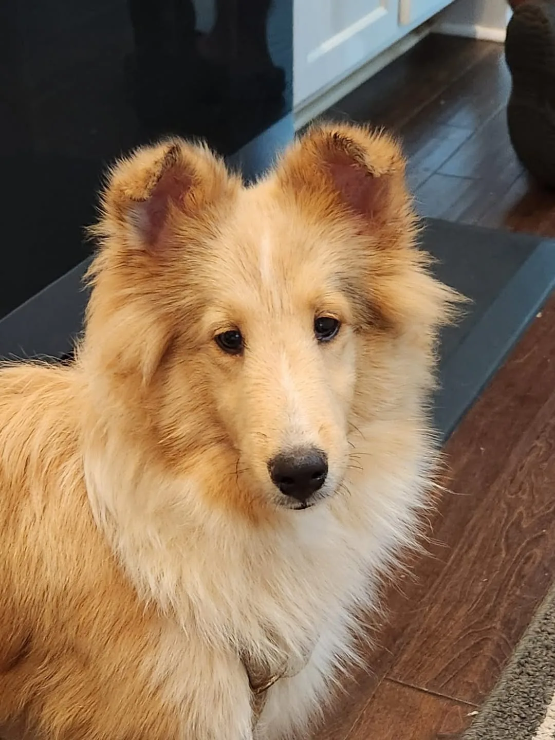 Rose, an Aspenleaf Sheltie, posed outdoors