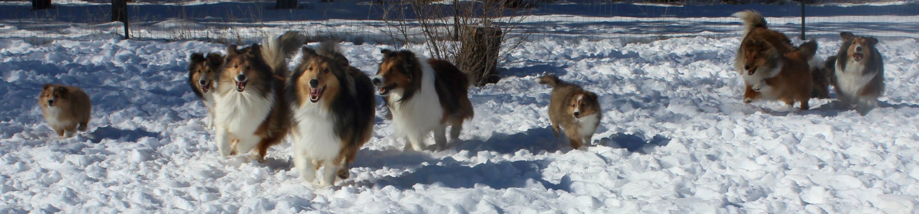 Sheltie dogs and puppies running and playing in the snow
